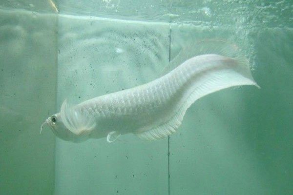 如何判斷雪龍和銀龍魚的真偽？