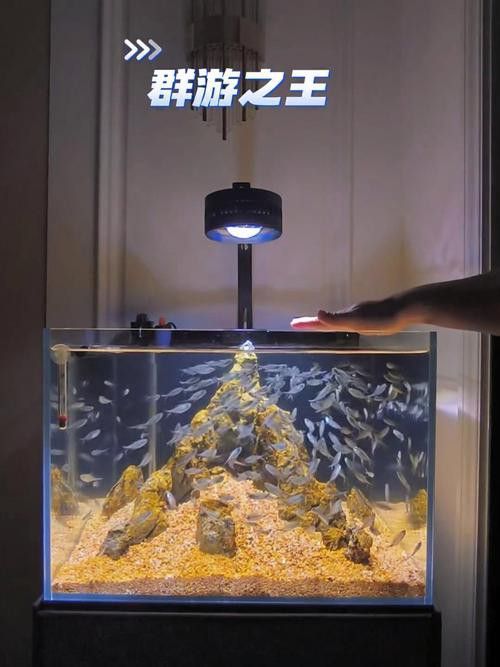 如何判斷雪龍和銀龍魚的真偽？