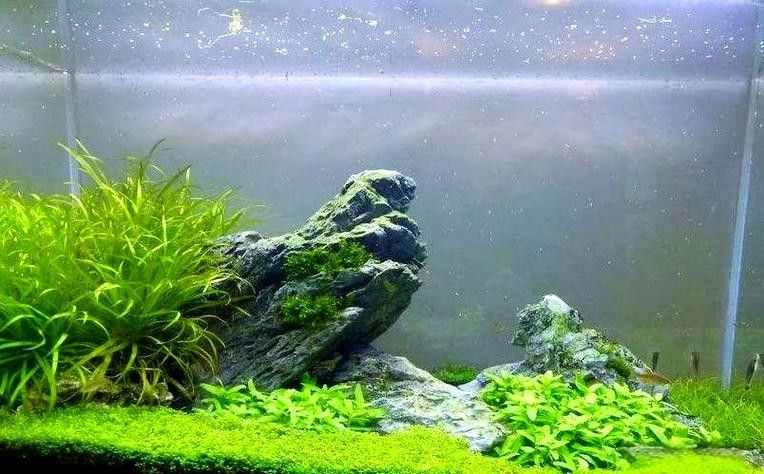 龍魚缸石頭造景圖片大全欣賞