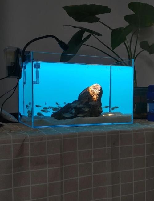 龍魚缸石頭造景圖片大全欣賞