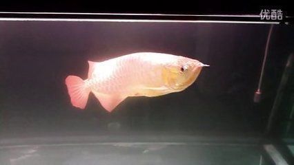 龍魚怎么叫的叫聲：龍魚叫聲可能會有所不同，龍魚的叫聲可能會有所不同