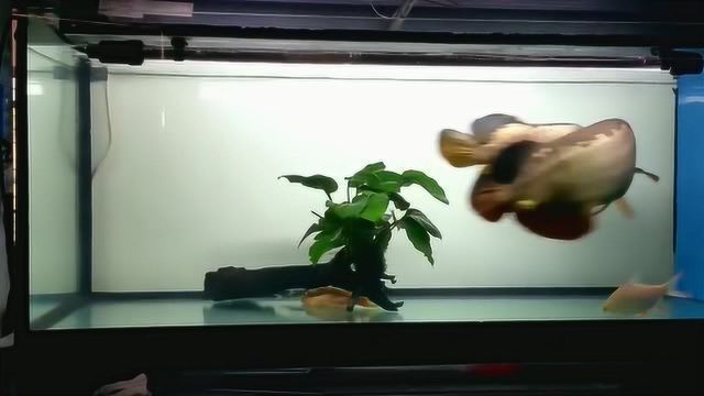 龍魚怎么叫的叫聲：龍魚叫聲可能會有所不同，龍魚的叫聲可能會有所不同
