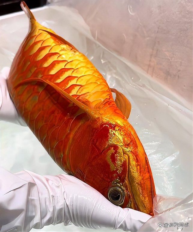上海龍魚手術