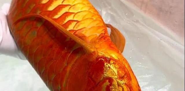 上海龍魚手術