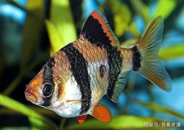 綠虎皮魚能長多大 龍魚百科 第1張 綠虎皮魚能長多大 綠虎皮魚能長多大 龍魚百科 第1張