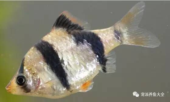 綠虎皮魚能長多大 龍魚百科 第3張 綠虎皮魚能長多大 綠虎皮魚能長多大 龍魚百科 第3張