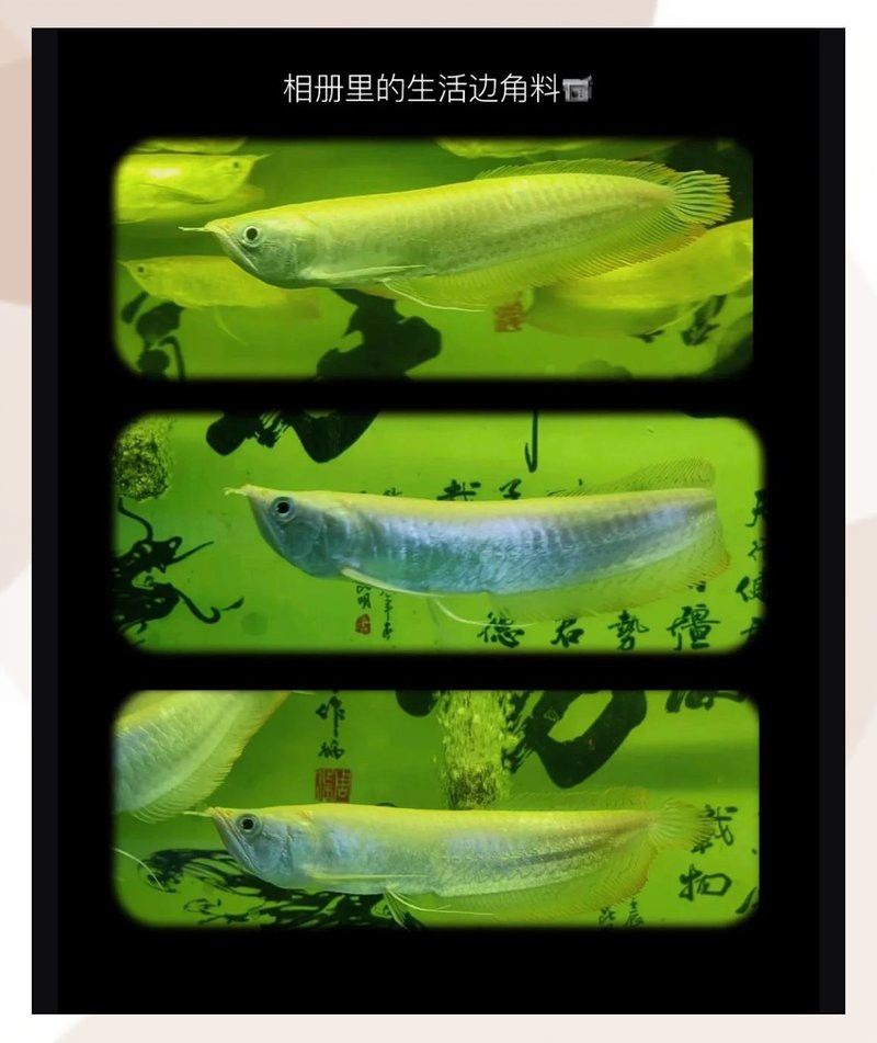 白化銀龍魚怎么養(yǎng)才能活