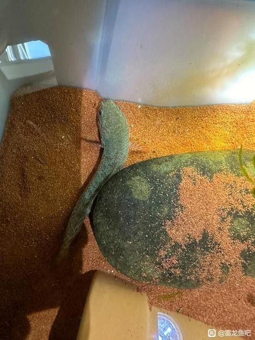 七彩雷龍魚多大能分公母圖片 龍魚百科 第7張 七彩雷龍魚多大能分公母圖片 七彩雷龍魚多大能分公母圖片 龍魚百科 第7張