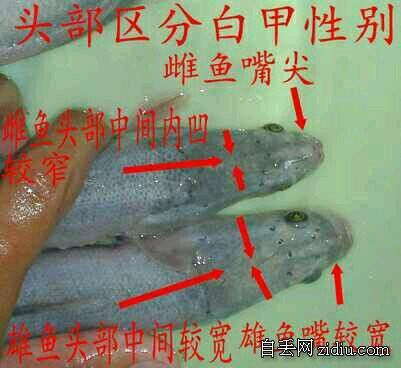 七彩雷龍魚多大能分公母圖片 龍魚百科 第20張 七彩雷龍魚多大能分公母圖片 七彩雷龍魚多大能分公母圖片 龍魚百科 第20張