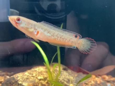 七彩雷龍魚多大能分公母圖片 七彩雷龍魚多大能分公母圖片 龍魚百科 第27張