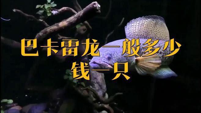 這些稀有雷龍魚的價格是多少？ 這些稀有雷龍魚的價格是多少？ 龍魚百科 第5張