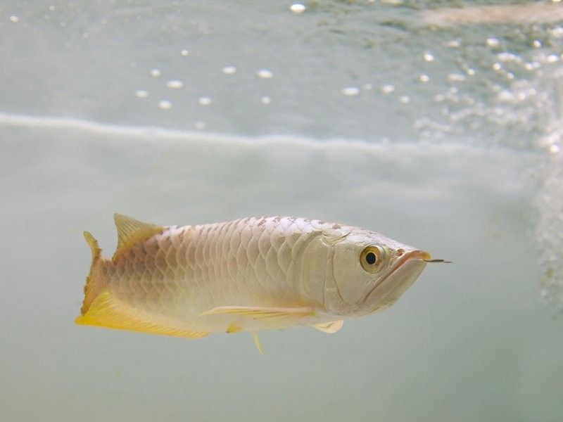 龍魚吃蜈蚣幾天吃一次