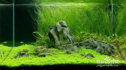 龍魚缸放什么造景最好:龍魚缸景觀布局設計要點龍魚缸造景材料選購技巧 龍魚百科 第4張 龍魚缸放什么造景最好:龍魚缸景觀布局設計要點龍魚缸造景材料選購技巧 龍魚缸放什么造景最好:龍魚缸景觀布局設計要點龍魚缸造景材料選購技巧 龍魚百科 第4張