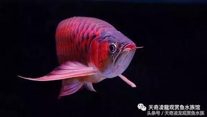 龍魚趴缸不吃食是由于多種原因導致的：龍魚趴缸不吃食怎么辦