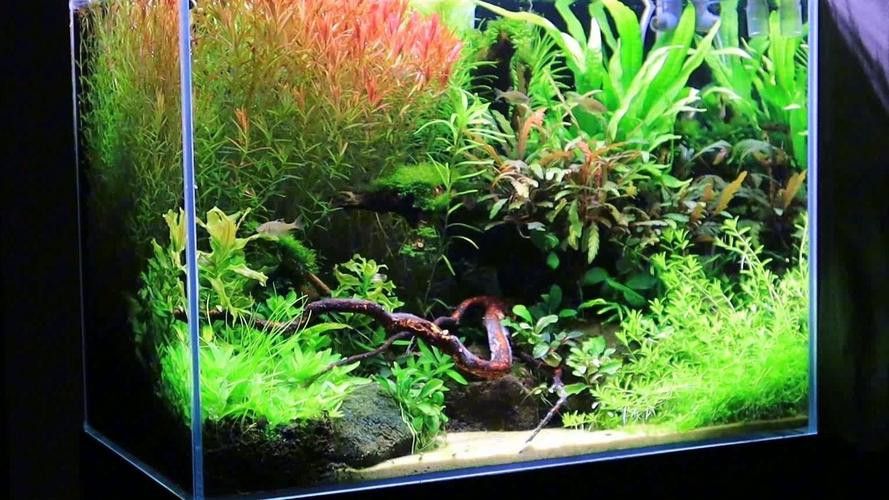 哪個品牌的魚缸造景效果最好？