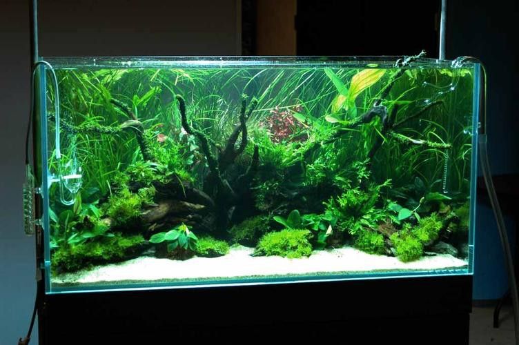 哪個品牌的魚缸造景效果最好？