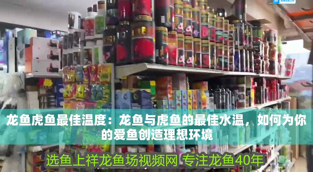 龍魚虎魚最佳溫度：龍魚與虎魚的最佳水溫，如何為你的愛魚創造理想環境 龍魚虎魚最佳溫度：龍魚與虎魚的最佳水溫，如何為你的愛魚創造理想環境 龍魚百科 第1張
