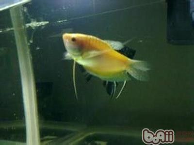 龍魚 頭洞：關于龍魚喂食的一些建議