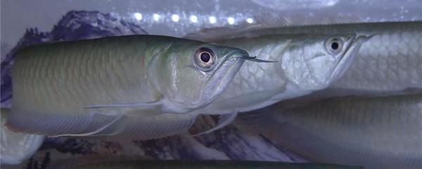 我想看銀龍魚:如何飼養(yǎng)銀龍魚 龍魚百科 第2張 我想看銀龍魚:如何飼養(yǎng)銀龍魚 我想看銀龍魚:如何飼養(yǎng)銀龍魚 龍魚百科 第2張