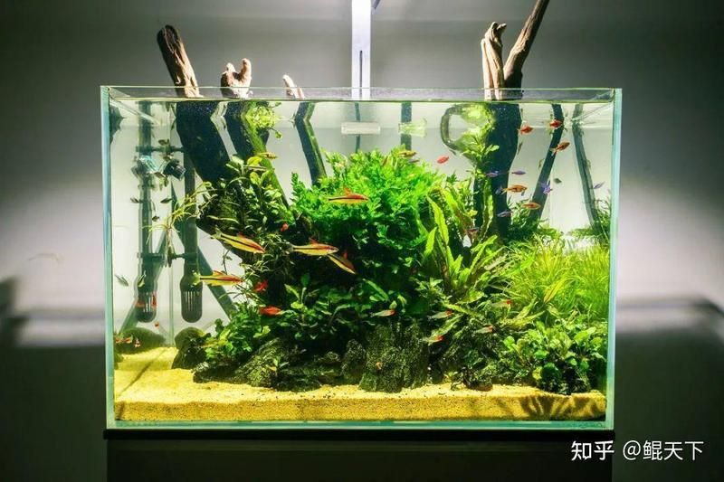 金龍魚缸底黑色最簡單三個步驟