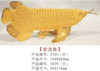 最大金龍魚(yú)有多大尺寸的：最大金龍魚(yú)有多大尺寸 最大金龍魚(yú)有多大尺寸的：最大金龍魚(yú)有多大尺寸 龍魚(yú)百科 第2張