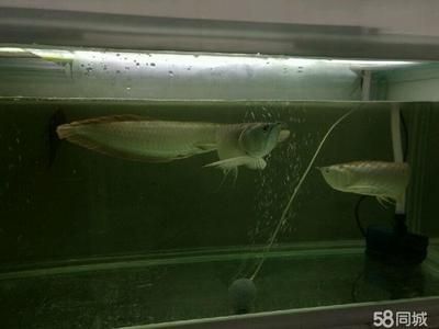 地圖魚和龍魚哪個好養一點：地圖魚和龍魚哪個好養一點呢 地圖魚和龍魚哪個好養一點：地圖魚和龍魚哪個好養一點呢 龍魚百科 第3張