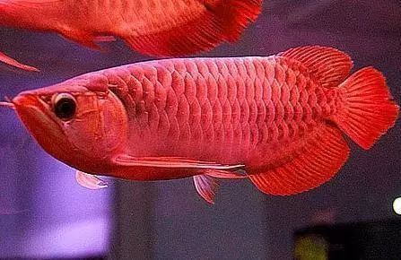 紅龍魚的壽命是多少歲