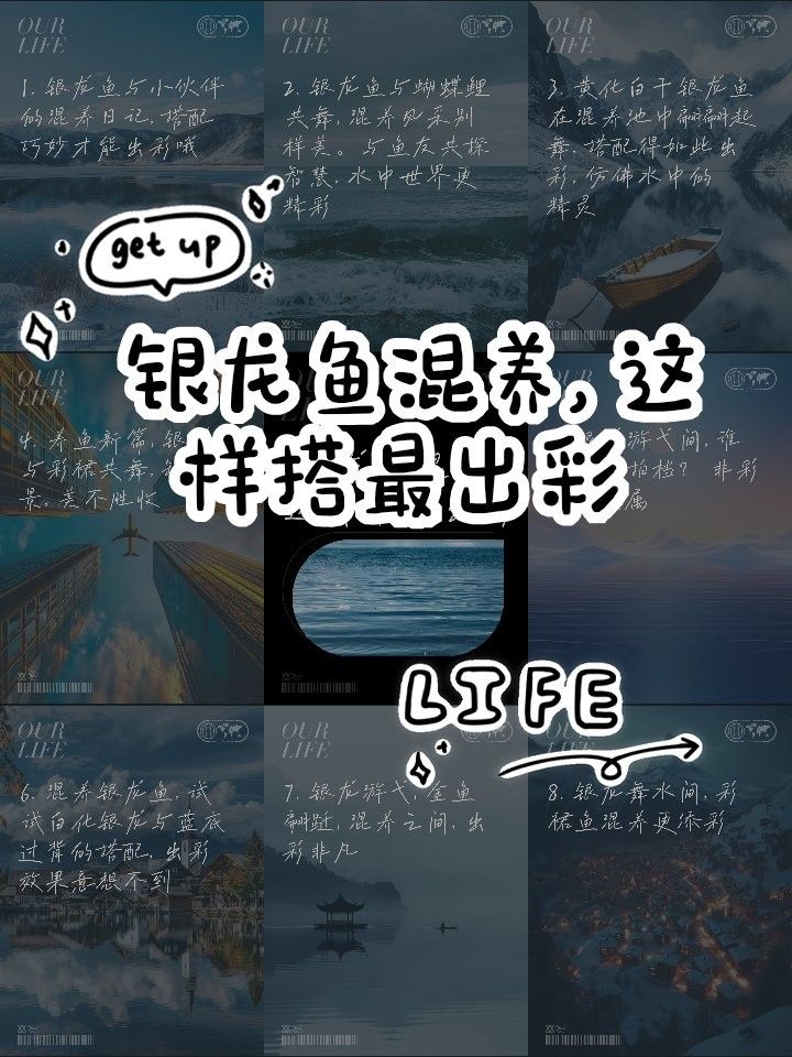 銀龍魚打架有什么辦法