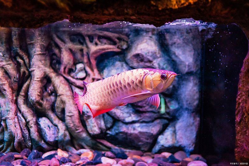 印尼紅龍魚成魚期如何保持發色？