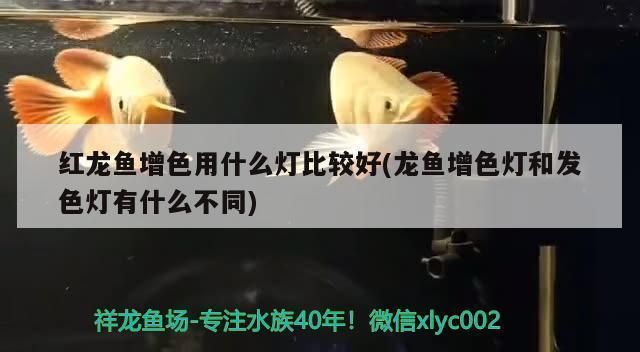 龍魚增色燈怎么用的啊：增色燈對龍魚健康的影響 龍魚增色燈怎么用的啊：增色燈對龍魚健康的影響 龍魚百科 第1張