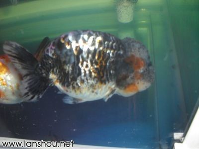 龍魚起名（如何給龍魚起名）
