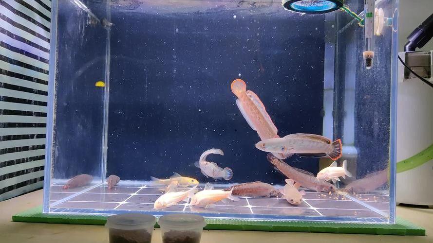 黑魔王雷龍魚怎么養(yǎng)活 黑魔王雷龍魚怎么養(yǎng)活 龍魚百科 第18張