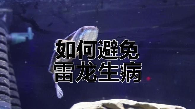 黑魔王雷龍魚怎么養(yǎng)活 黑魔王雷龍魚怎么養(yǎng)活 龍魚百科 第10張