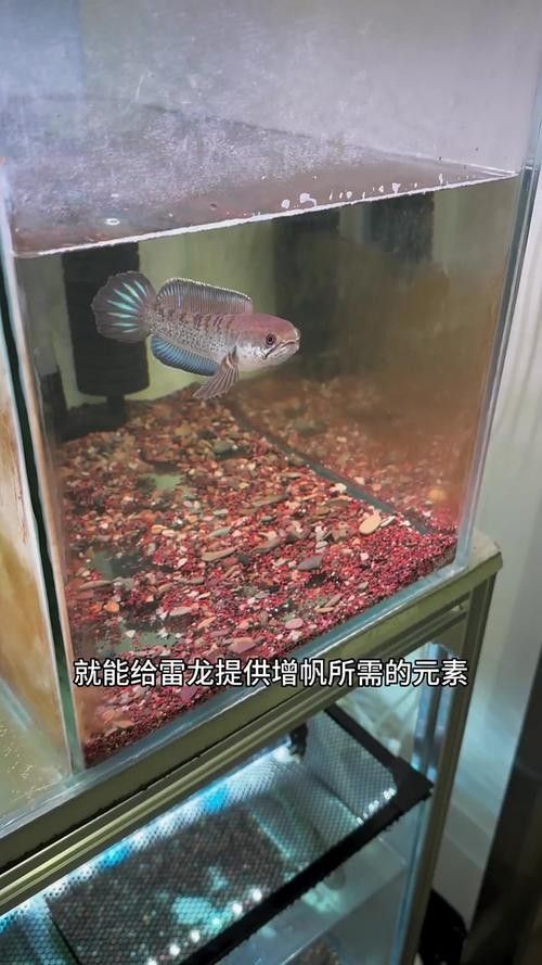 黑魔王雷龍魚怎么養(yǎng)活 黑魔王雷龍魚怎么養(yǎng)活 龍魚百科 第16張