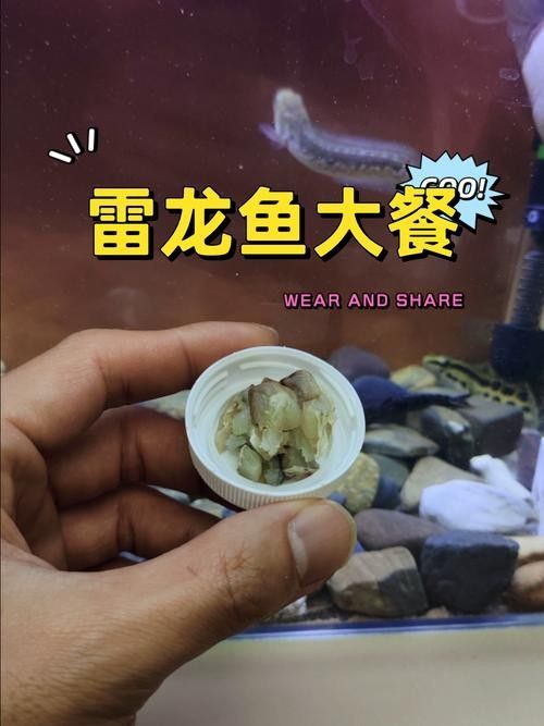 黑魔王雷龍魚怎么養(yǎng)活 黑魔王雷龍魚怎么養(yǎng)活 龍魚百科 第17張
