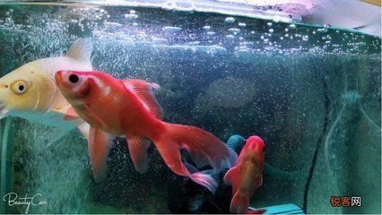 紅龍魚的養(yǎng)殖方法（紅龍魚怎么養(yǎng)-養(yǎng)殖紅龍魚的正確飼養(yǎng)方法全攻略） 紅龍魚的養(yǎng)殖方法（紅龍魚怎么養(yǎng)-養(yǎng)殖紅龍魚的正確飼養(yǎng)方法全攻略） 龍魚百科 第3張