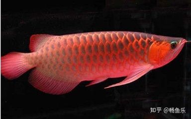 紅龍魚的風(fēng)水作用：紅龍魚在風(fēng)水學(xué)中具有多種作用，這些作用不僅限于視覺上的觀賞 紅龍魚的風(fēng)水作用：紅龍魚在風(fēng)水學(xué)中具有多種作用，這些作用不僅限于視覺上的觀賞 龍魚百科 第2張