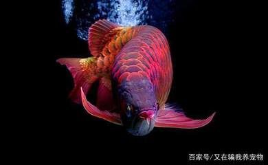 紅龍魚的風(fēng)水作用：紅龍魚在風(fēng)水學(xué)中具有多種作用，這些作用不僅限于視覺上的觀賞 紅龍魚的風(fēng)水作用：紅龍魚在風(fēng)水學(xué)中具有多種作用，這些作用不僅限于視覺上的觀賞 龍魚百科 第3張
