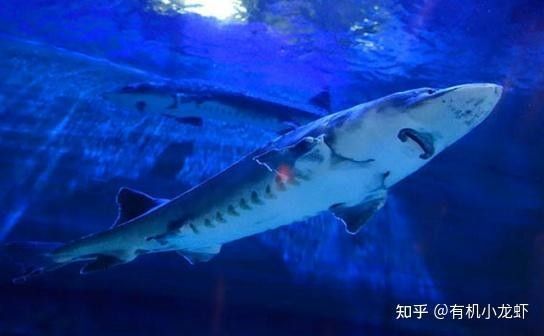 鱘龍魚多長