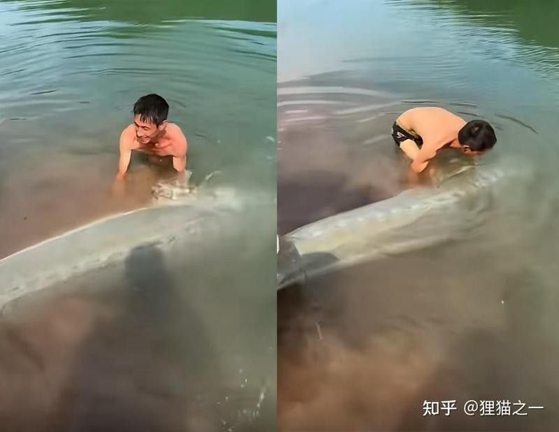 鱘龍魚多長
