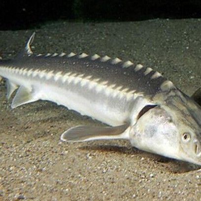 鱘龍魚多長