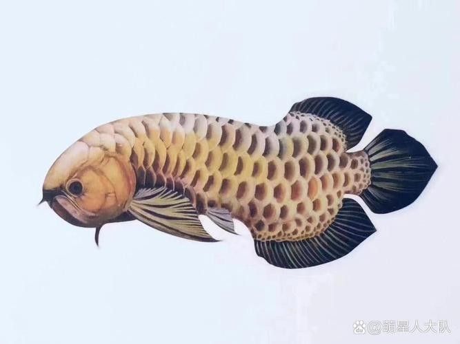 龍魚體型標(biāo)準(zhǔn)圖