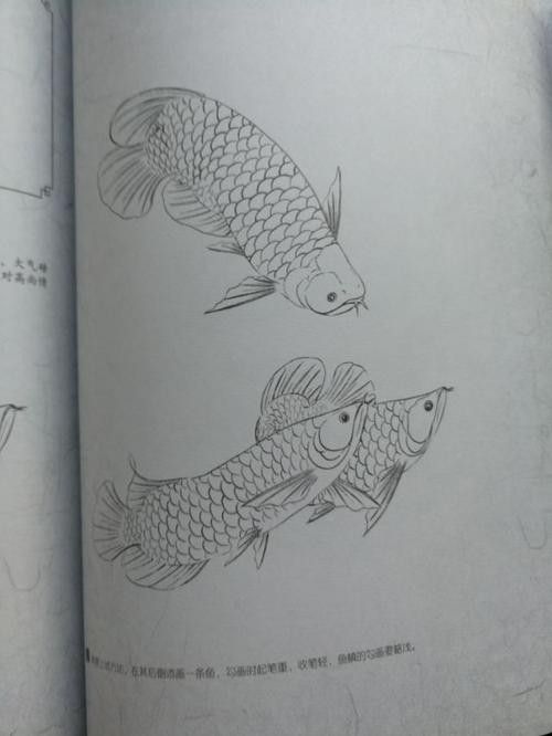 龍魚體型標(biāo)準(zhǔn)圖