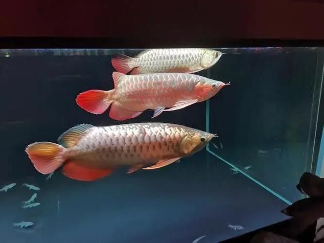 龍魚體型標(biāo)準(zhǔn)圖