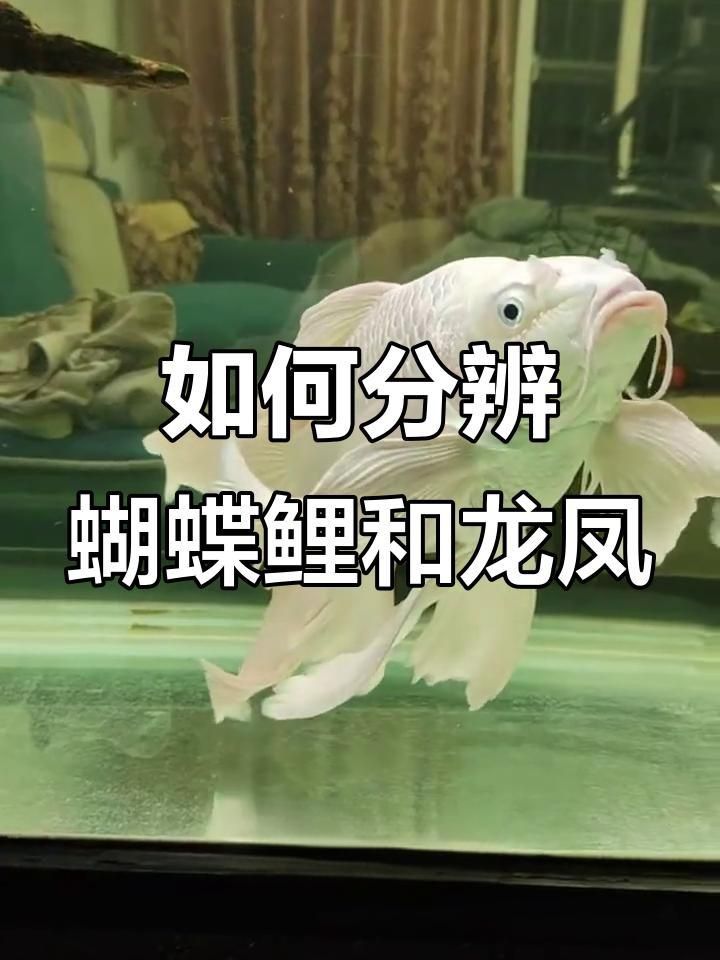龍鳳和蝴蝶鯉的區別