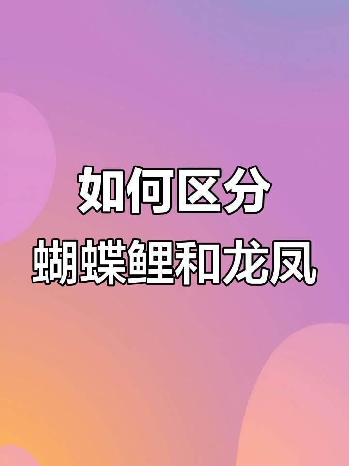 龍鳳和蝴蝶鯉的區別