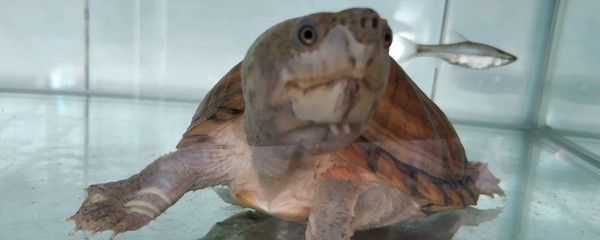 剃刀龜能和龍魚在一塊兒養嗎(剃刀龜與龍魚混養并不推薦剃刀龜與龍魚混養并不推薦) 龍魚百科 第2張 剃刀龜能和龍魚在一塊兒養嗎(剃刀龜與龍魚混養并不推薦剃刀龜與龍魚混養并不推薦) 剃刀龜能和龍魚在一塊兒養嗎(剃刀龜與龍魚混養并不推薦剃刀龜與龍魚混養并不推薦) 龍魚百科 第2張