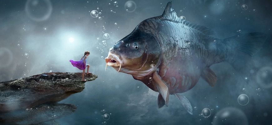 龍魚和蝴蝶鯉混養總受驚：龍魚和蝴蝶鯉在養殖過程中，由于它們對環境的不同需求，常會出現相互驚擾的情況