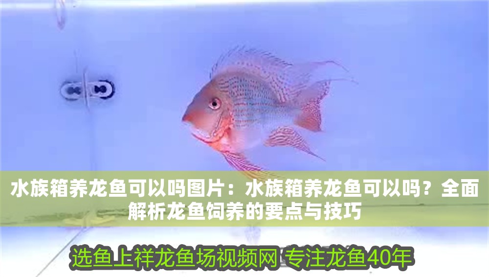 水族箱養龍魚可以嗎圖片:水族箱養龍魚可以嗎?全面解析龍魚飼養的要點與技巧 龍魚百科 第1張 水族箱養龍魚可以嗎圖片:水族箱養龍魚可以嗎?全面解析龍魚飼養的要點與技巧 水族箱養龍魚可以嗎圖片:水族箱養龍魚可以嗎?全面解析龍魚飼養的要點與技巧 龍魚百科 第1張