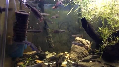 成都雷龍魚群，關(guān)于成都雷龍魚群的幾個關(guān)鍵點 成都雷龍魚群，關(guān)于成都雷龍魚群的幾個關(guān)鍵點 龍魚百科 第1張
